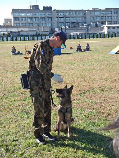 訓練を受ける犬