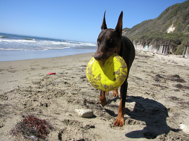 フリスビーを咥えて砂浜を歩く犬