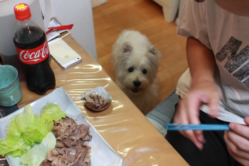 食卓と子犬