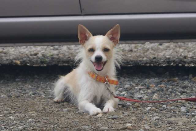 こちらを見ている老犬