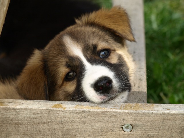 首をかしげる子犬