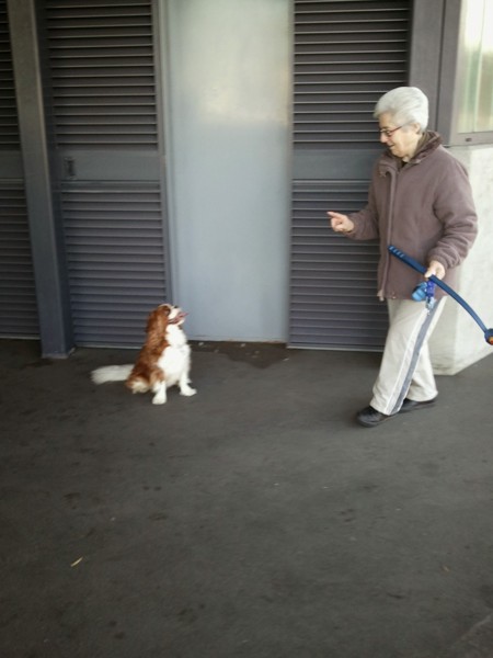 おばあちゃんが愛犬に指示