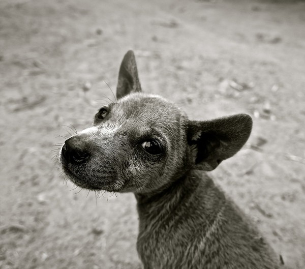 振り返る犬