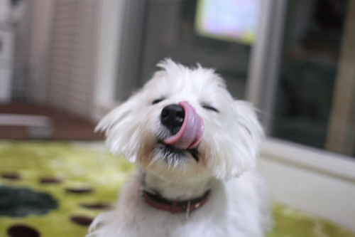 食後の犬