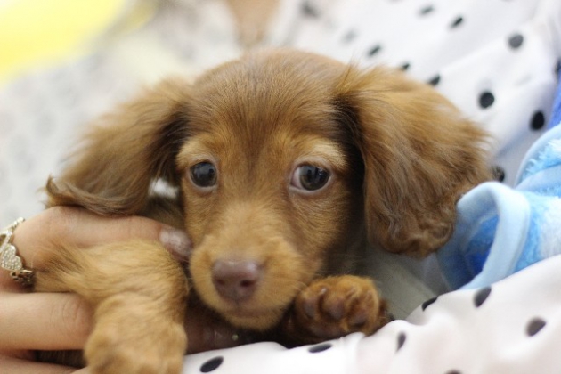 犬がマッサージされている