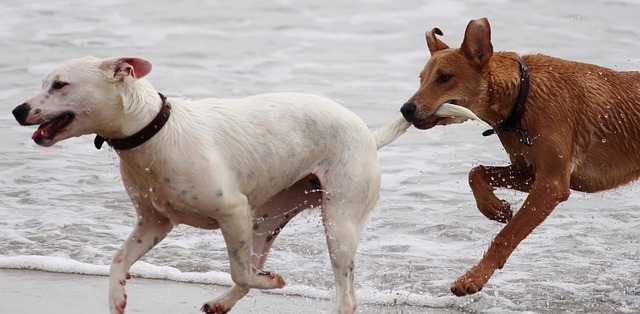 噛む犬