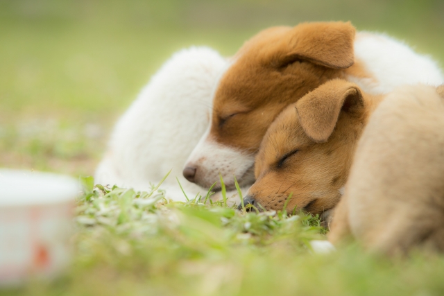 太陽の下で気持ちよさそうに眠る犬