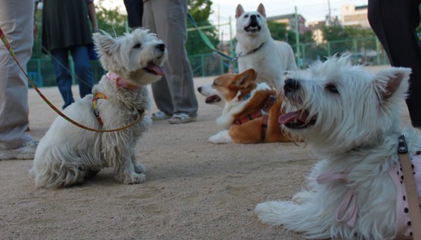 複数の犬がパンティング中