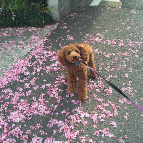 犬とお花見