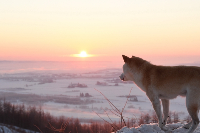 太陽を見つめる犬