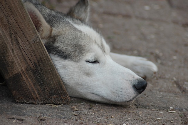 迷い犬のハスキー