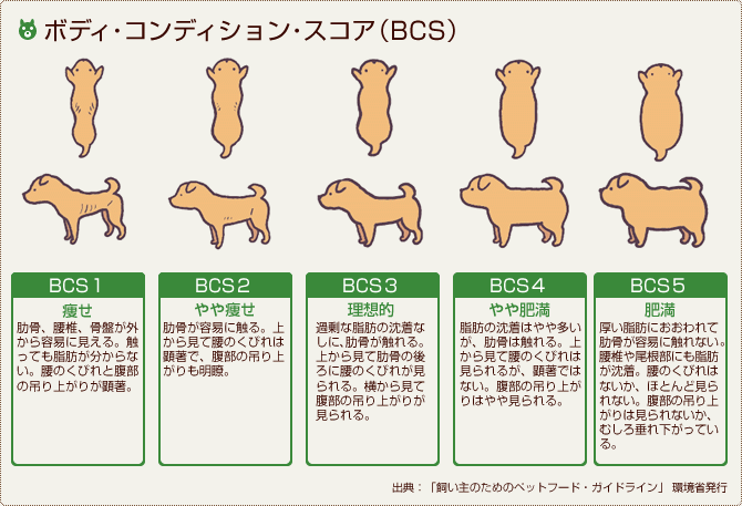 ダイエットに効果的なボディコンディションスコア