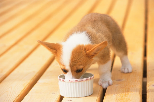 食べる犬