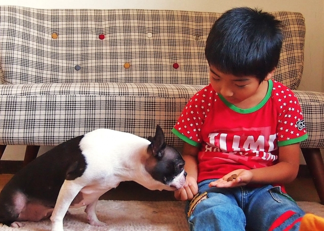 犬と子供