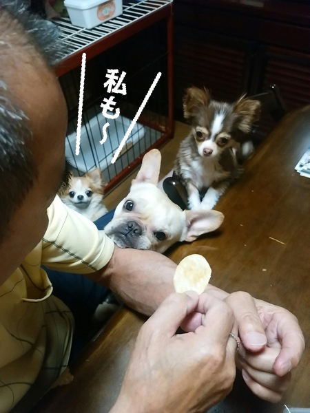 父と3匹の愛犬