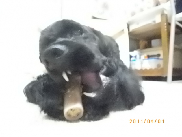 犬の誤飲