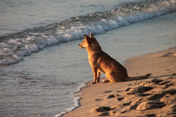 海辺に座っている犬の写真