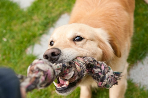 叱られ噛みつく犬