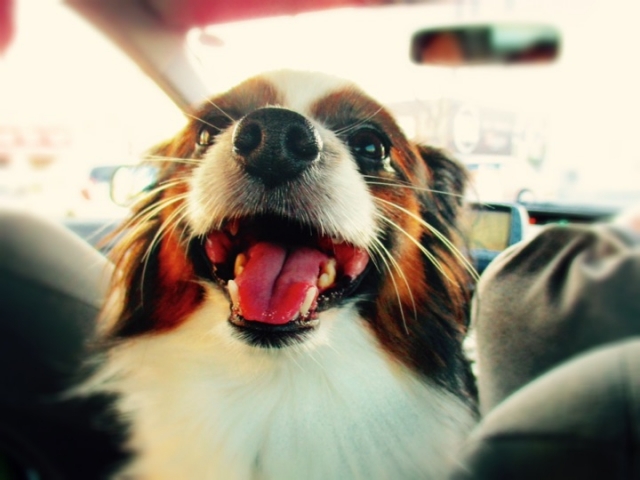 車の中でこちらを向いている犬の写真