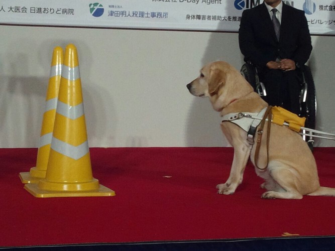 黄色いコーンポールと盲導犬