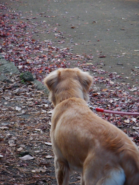 お散歩中の犬