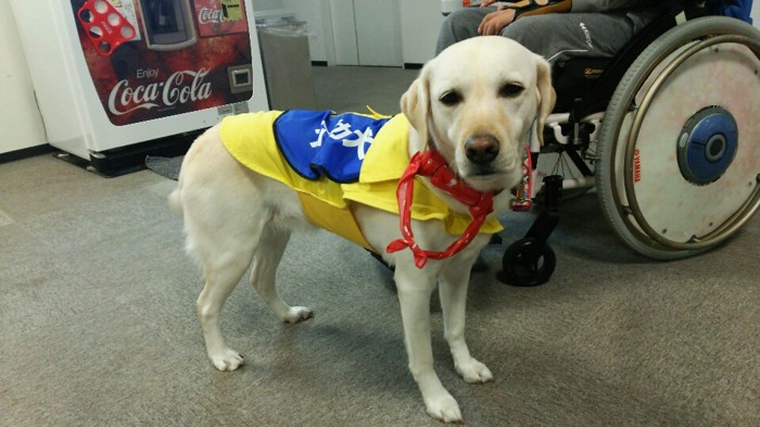 黄色いケープ 介助犬