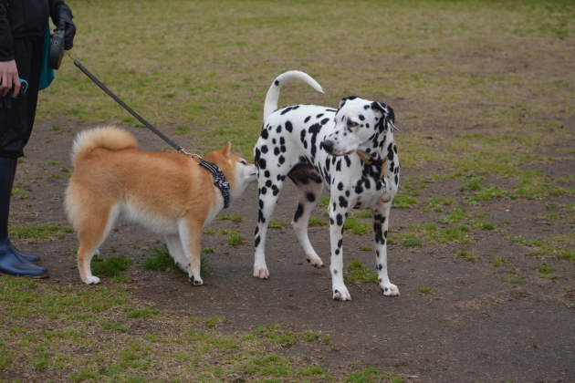 中型犬