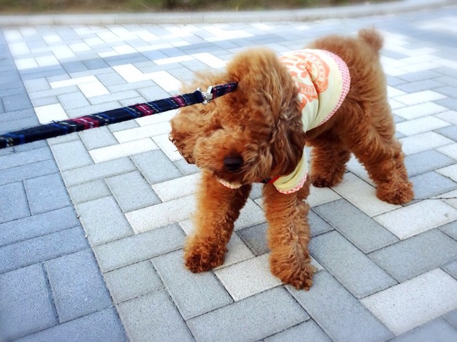 成犬が散歩で歩かない