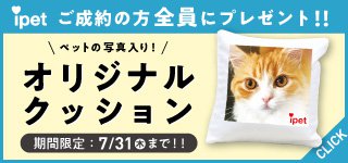 キャンペーン
