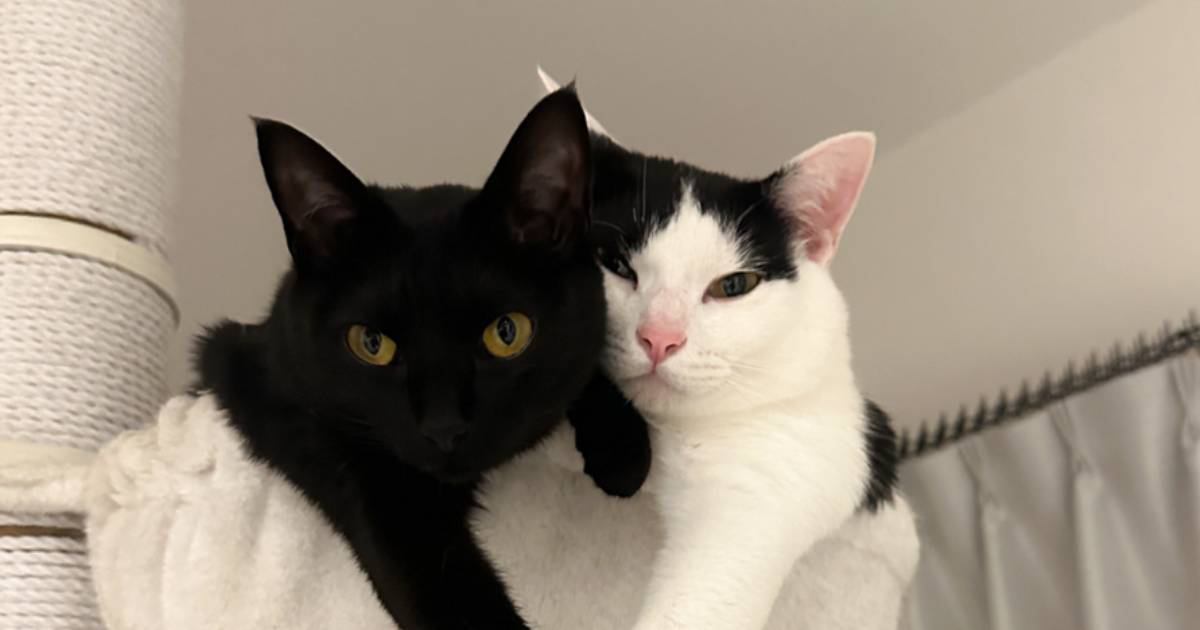ハンモックの上でくつろぐ猫たち→2匹の『おてて』を見てみたら…あまりにも尊い光景に1万8000いいね「プリキュアみたい」「たまらん」