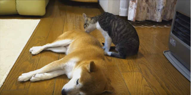 テストですよ【猫から犬へ愛をこめて】小さな子猫の大きな一歩