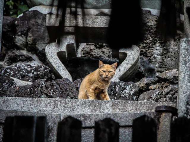 【元記事】手足の短い猫マンチカンを紹介！その性格からお値段まで！