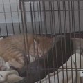 『子猫とカワウソのお留守番』を隠し撮りしてみたら…泣けるほど『可愛…