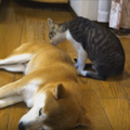 テストですよ【猫から犬へ愛をこめて】小さな子猫の大きな一歩