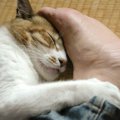 （常盤修正）猫は死期が近づくとどんな行動をとる？亡くなる前に見せる兆…