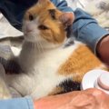 お父さんが愛猫のブラッシングをした結果…思わず胸がギュッとなる『信…