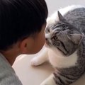 『眠気に襲われた子猫』がベッドに行ったら…"母猫を待つ姿"が尊…