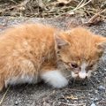 たくさんの草に埋もれていた『ボロボロの子猫』を保護してお世話した…