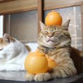 猫にみかんは与えても大丈夫なの？食べていいもの悪いもの