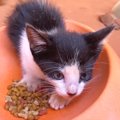 八の字眉毛の保護猫が立派に成長した様子が5.6万閲覧「平安時代の美女」「…