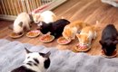 クールなイケメン猫に動くおもちゃを与えた結果→冷めた態度に驚き！邪…