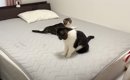 暑すぎるので1年ぶりに『ひんやり布団』を出してみたら、猫が…思わず…