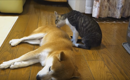テストですよ【猫から犬へ愛をこめて】小さな子猫の大きな一歩