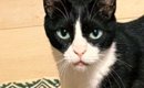 旅行の準備をしていた猫の飼い主さん→持っていくものを並べていたら……