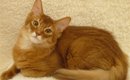 猫が食べてはいけないモノ一覧