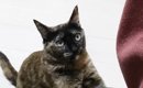 リラックスしすぎ猫