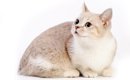 --マンチカン大辞典！知っておきたい基礎知識