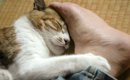 （常盤修正）猫は死期が近づくとどんな行動をとる？亡くなる前に見せ…