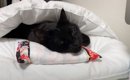 枕を使ってお布団で眠る猫→まるで『人間のように使いこなす姿』が可愛…