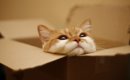 お尻から臭い透明な液体が！？キャットインストラクターが語る猫の肛…